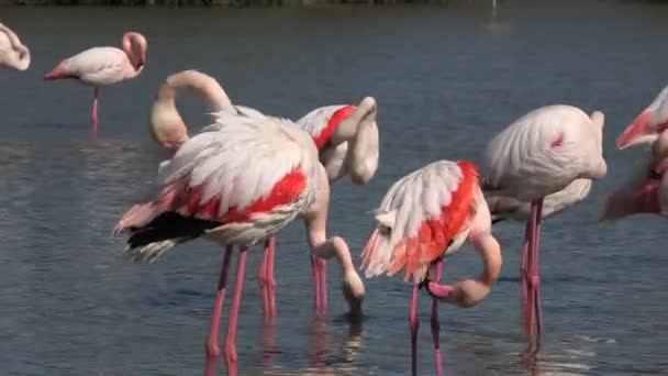 Roze Flamingo Spreiden Hun Vleugels Drogen Het Water Voordat Opstijgen — Stockvideo
