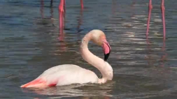 Розовый Большой Фламинго Мыть Свои Крылья Воде Camargue Дикое Озеро — стоковое видео
