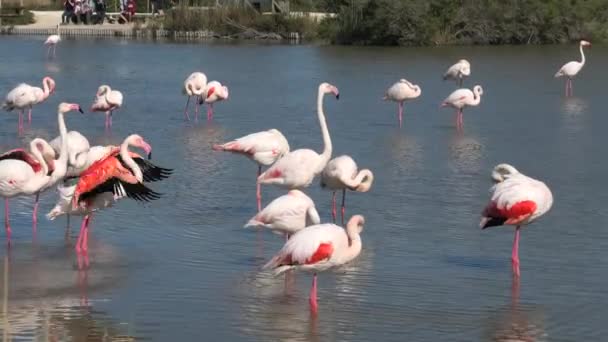 Flamingos Grandes Cor Rosa Que Espalham Suas Asas Para Secar — Vídeo de Stock
