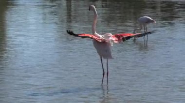 Pembe büyük flamingo uçuşa geçmeden önce kanatlarını suda kurutmak için açar. Fransa 'da kamp alanı. Avrupa 'nın pembe flamingo türleri: Phoenicopterus roseus.