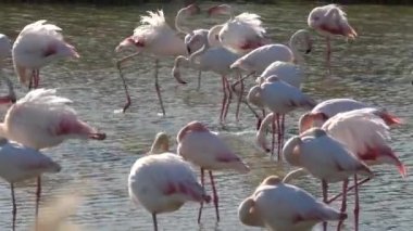 Gün batımında Fransa 'nın Camargue gölünde dinlenen pembe bir flamingo sürüsü. Afrika, Hindistan, Orta Doğu ve Güney Avrupa 'da yaşayan Phoenicopterus gül türleri..