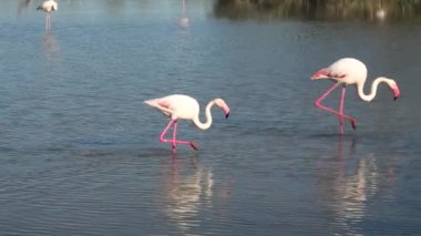 Fransa 'nın Camargue gölünün dibinde yemek yiyen bir çift pembe büyük flamingo. Afrika, Hindistan, Orta Doğu ve Güney Avrupa 'da yaşayan Phoenicopterus gül türleri..