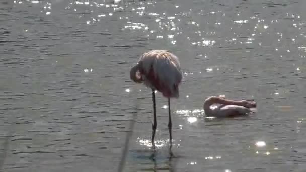 Rosa Mayor Flamingo Limpiando Extendiendo Sus Alas Para Secarse Agua — Vídeos de Stock