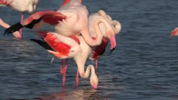 Ein Paar Rosa Flamingos Paart Sich Wasser Der Camargue Frankreich — Stockvideo