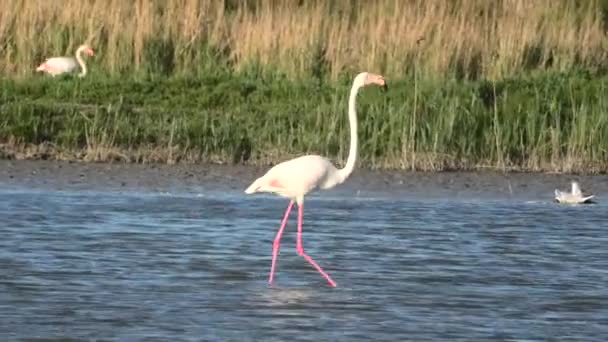 Perto Flamingos Maior Rosa Que Anda Lago Vida Selvagem Camargue — Vídeo de Stock