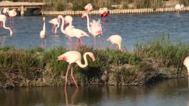 Pembe büyük flamingolar gün batımında Fransa 'nın Camargue gölünde yiyecek arıyorlar. Afrika, Hindistan, Orta Doğu ve Güney Avrupa 'da yaşayan Phoenicopterus gül türleri..