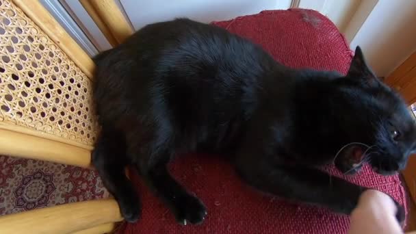 Moción Lenta Gato Negro Europeo Común Con Ojos Verdes Jugando — Vídeos de Stock