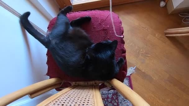 慢动作 引诱一只沉睡的黑猫在椅子上玩绳子 动物关怀与玩耍的概念 — 图库视频影像