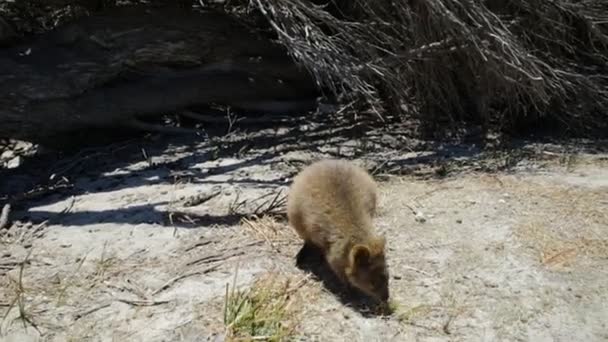 Quokka Miroase Plimbare Rottnest Island Australia Vest Quokka Este Considerat — Videoclip de stoc