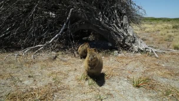 一个友好的 Quokka 在尼斯岛上 在一个阳光明媚的日子 澳大利亚西部澳大利亚 Quokka 有灭绝的危险 受到保护 Quokka 被认为是世界上最快乐的动物 — 图库视频影像