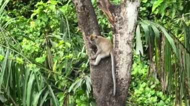 Long-tailed monkey on tree munching on plants in a George Town woodland in Malaysia. These primates can be spotted living in multiple habitats, such as forests, mangroves, and cities.