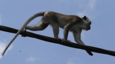 Long-tailed macaque having fun running on light pole wire of George Town urban park in Malaysia. These primates are located in various types of environments like woodlands, mangroves, and cities.