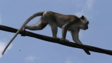 Uzun kuyruklu macaque, Malezya 'daki George Town şehir parkının elektrik direğinde koşarken eğleniyor. Bu primatlar orman, mangrov ve şehirler gibi çeşitli ortamlarda bulunurlar..