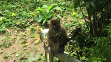 The crab-eating macaque eating plants. Macaca fascicularis is a species of primates native to Southeast Asia and is found in the Balathandayuthapani Temple forest of George Town, Malaysia.