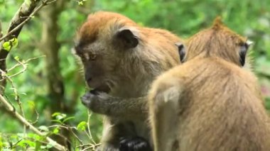 Macaca fascicularis, or long-tailed monkeys eating flowers. Primate species native to Southeast Asia, and found in the Malaysian forest of George Town of Malaysia. Commonly: crab-eating macaque.