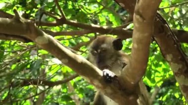 Macaca fascicularis uzun kuyruklu maymun. George Town 'daki Balathandayuthapani Tapınağı' nın Malezya ormanında. Yengeç yiyen makak olarak da bilinir. Bu primatlar Güneydoğu Asya 'ya özgüdür..