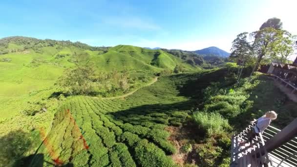 Tourist Woman Looking Scenic Views Tea Plantation Cameron Highlands Malaysia — Stockvideo
