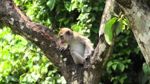 Close Long Tailed Crab Eating Macaque Monkey Playing Eating Plans — Vídeo de stock