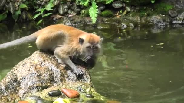 尾の長いマカクの猿マカカファシストジョージタウンのマレーシアの森の池の水を飲む カニを食べるマカクとも呼ばれ 東南アジア原産です — ストック動画