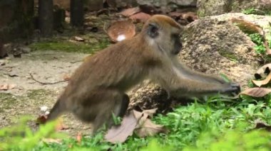 Long-tailed macaque, Macaca fascicularis, in Malaysian forest of Balathandayuthapani Temple of George Town of Malaysia. Also known as the crab-eating macaque, primates species native to Southeast Asia