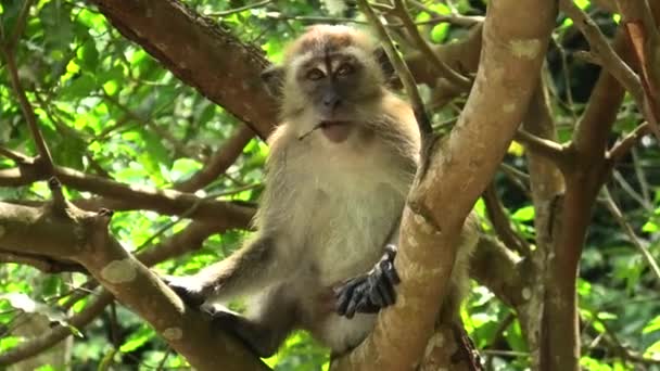 Macaca Fascicularis Eller Långstjärtad Makak Primatart Som Hör Hemma Sydostasien — Stockvideo
