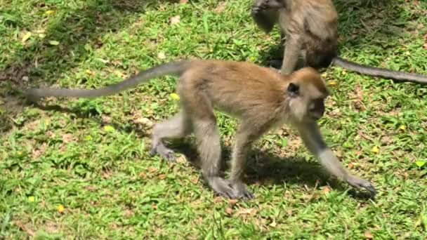 Malaysian Forest Balathandayuthapani Temple George Town Long Tailed Macaque Monkeys — Stockvideo