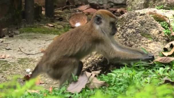 Macaque Longue Queue Macaca Fascicularis Dans Forêt Malaisienne Temple Balathandayuthapani — Video