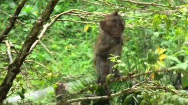 Baby Long-tailed crab-eating macaque munching on plants in a George Town woodland in Malaysia. These primates can be spotted living in multiple habitats, such as forests, mangroves, and cities.