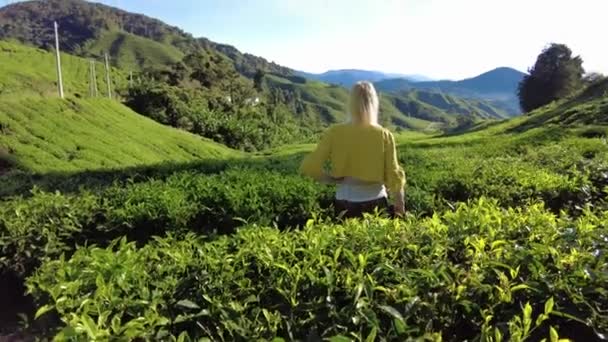 Woman Traveler Admiring Magnificent Scenery Tea Estate Cameron Highlands Malaysia — Stok Video