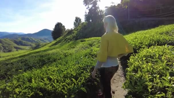 マレーシアのキャメロン ハイランドの茶畑の息をのむような景色を楽しむ女性の訪問者 ここで生産される葉は世界最高品質のものです 丘陵や緑豊かな茶畑で — ストック動画