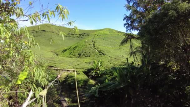Cameron Highlands Malaysia 2023 Boh Tea Centre Tea Plantation Visitors — 비디오