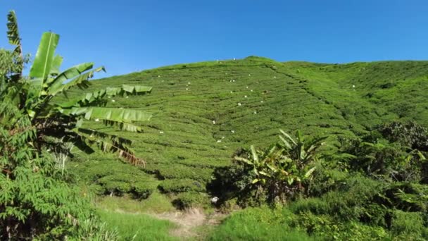 Boh Tea Centre Cameron Highlands Malaysia 2023 Tea Leaves Pluckers — Vídeos de Stock