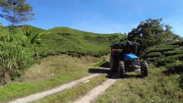 Boh Tea Centre Cameron Highlands Malaysia 2023 Tea Farmland Uses — Stock Video