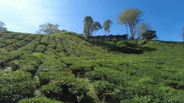 Cameron Highlands Malaysia 2023 Boh Tea Centre Gift Shop Located — Stok video