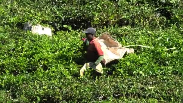 马来西亚卡梅隆高地Boh茶中心 2023 采摘过程是采用传统技术进行的 采摘者只从每个茶树上精心挑选前两片叶子和一个芽 — 图库视频影像