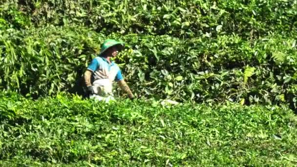 Cameron Highlands Malaysia 2023 Boh茶叶中心的茶叶采集器 确保只有最新鲜 质量最高的茶叶才能用于生产 — 图库视频影像