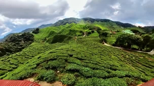 Вид Неба Чайні Поля Горах Камерон Малайзія Хвастощі Найякісніших Чайних — стокове відео