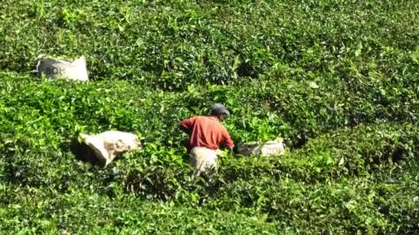 马来西亚卡梅隆高地 2023 Boh茶叶中心的茶叶采集器在茶叶制作过程中起到了至关重要的作用 他们负责从灌木丛中手工采摘茶叶 — 图库视频影像