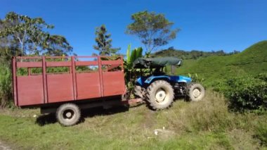 Cameron Highlands, Malaysia -2023: The tea farmland at the BOH Tea Centre uses tractors to aid in the production and maintenance of the tea fields. The tractors are used for a variety of tasks