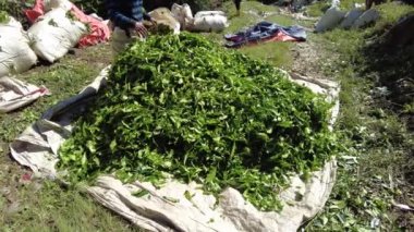 Cameron Highlands, Malaysia -2023: Tea leaves pluckers of the BOH Tea Centre are an important part of the local community. They play a vital role in maintaining the high standards of the BOH.