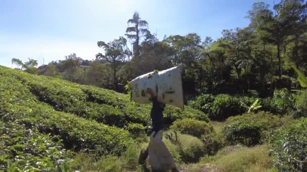 Boh Tea Centre Cameron Highlands Malaysia 2023 Pickers Boh Tea — Stok video