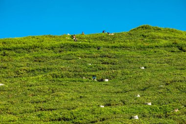 BOH Tea Centre, Cameron Highlands, Malaysia - 2023: The people who harvest the tea leaves at the BOH Tea Centre make sure that the tea produced at the farm is of superior quality.