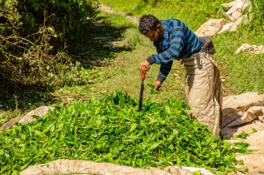 BOH Tea Centre, Cameron Highlands, Malaysia - 2023: The pickers at BOH Tea Centre are essential to the tea-making process, as they manually pick the leaves from the plants.