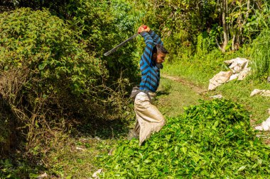 BOH Tea Centre, Cameron Highlands, Malaysia - 2023: Tea leaves plucker. Tea production process utilizes modern technology and innovative methods to improve efficiency and quality of BOH tea products.