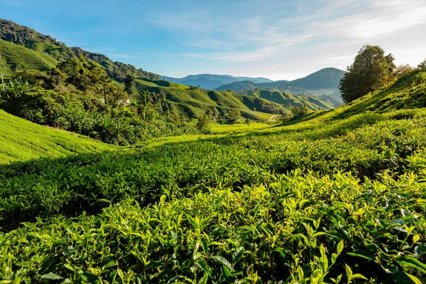 View from the sky of the tea fields in the Cameron Highlands of Malaysia. Boasting the most high-quality tea leaves and magnificent scenery. Hills and tea shrubs spread across many acres of land.