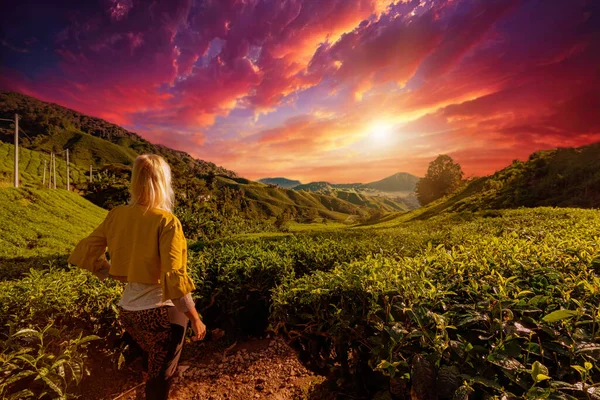 tourist girl astounded by the awe-inspiring sunset view of a tea plantation in Cameron Highlands, Malaysia. Where some of top-grade tea leaves are grown, with lush green hills and tea bushes landscape