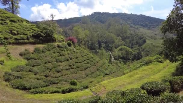 Горах Камерон Малайзія Росте Безліч Гектарів Чайних Плантацій Виготовлення Найкращих — стокове відео