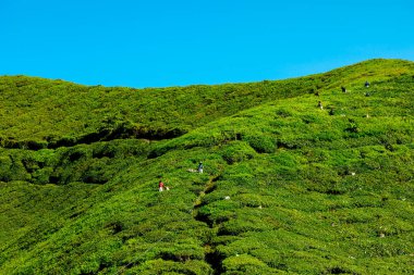 BOH Tea Centre, Cameron Highlands, Malaysia - 2023: The tea harvesters of the BOH Tea Centre are responsible for making sure that the tea from the plantation is of the absolute best quality.