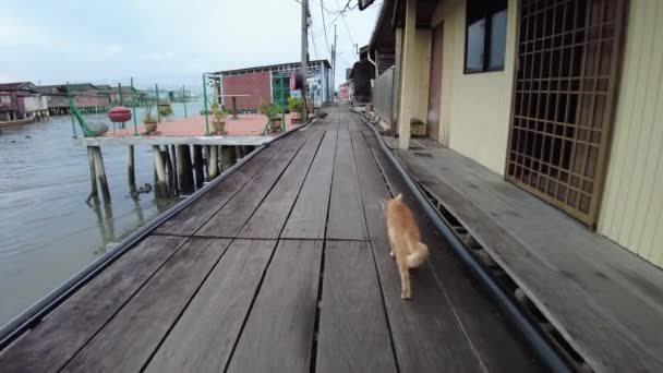 George Town Malaysia Jan 2023 Cat Walking Wooden Pathways Chew — Stock video