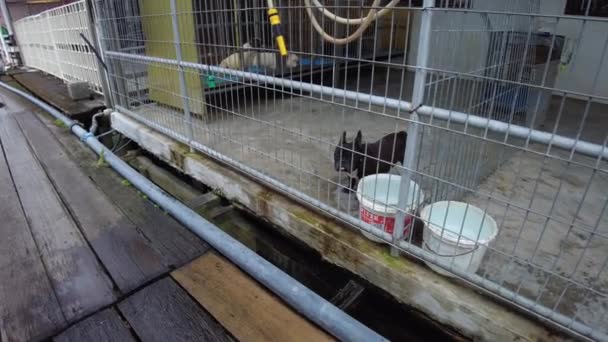 George Town Μαλαισία Ιαν 2023 Εκτροφή Σκύλων Στον Κινέζικο Οικισμό — Αρχείο Βίντεο